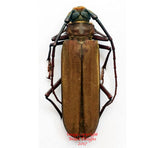 Orthomegas cinnamomeus (Peru)